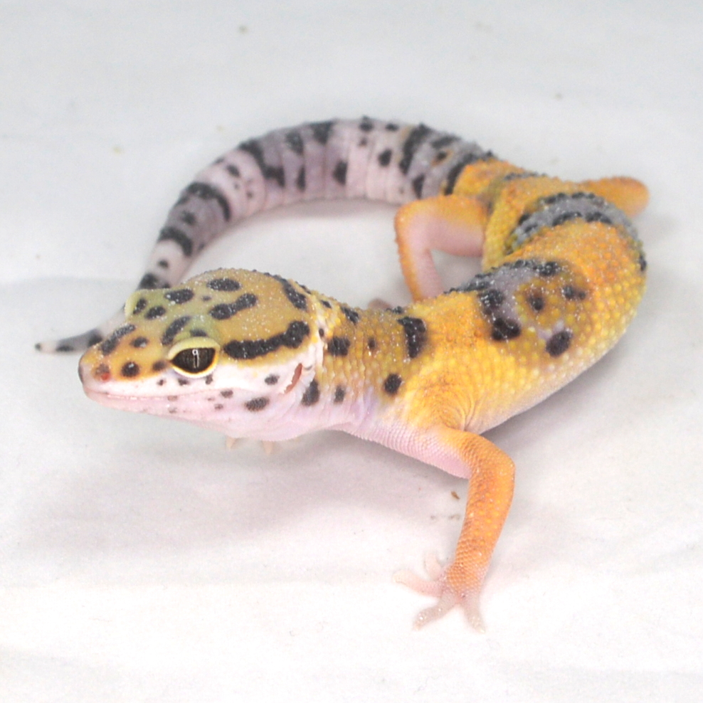 weiblicher Leopardgecko, eigene Nachzucht, Schlupf August 2025, 17 g, 16 cm, Eublepharis macularius