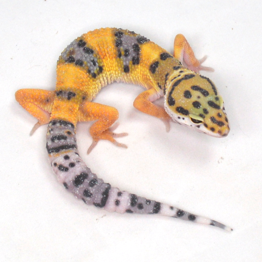 weiblicher Leopardgecko, eigene Nachzucht, Schlupf August 2025, 17 g, 16 cm, Eublepharis macularius – Bild 2