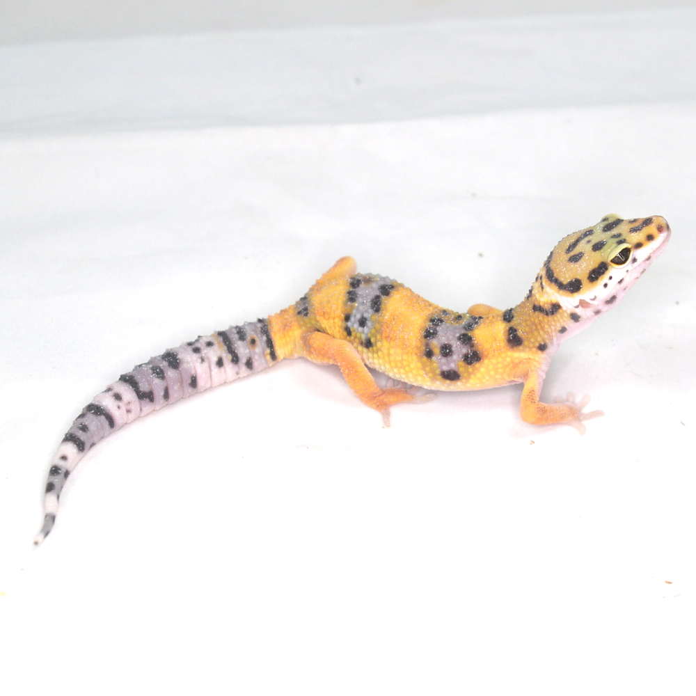 weiblicher Leopardgecko, eigene Nachzucht, Schlupf August 2025, 17 g, 16 cm, Eublepharis macularius – Bild 3
