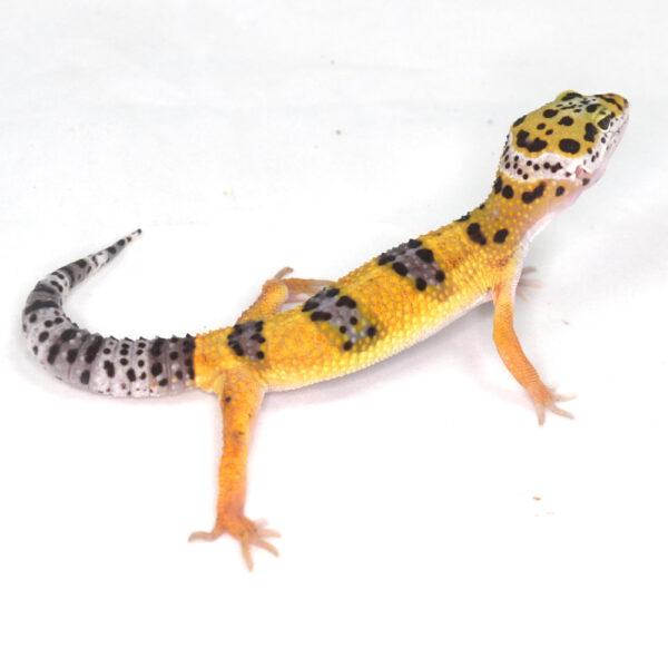 weiblicher Leopardgecko, eigene Nachzucht, Schlupf August 2025, 15 g, 16 cm, Eublepharis macularius