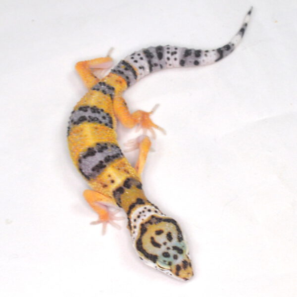 weiblicher Leopardgecko, eigene Nachzucht, Schlupf August 2025, 13 g, 15 cm, Eublepharis macularius