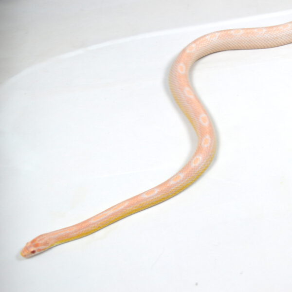 männliche Kornnatter, Snow Motley, Schlupf August 2023, 170 g, 100 cm, Pantherophis guttatus