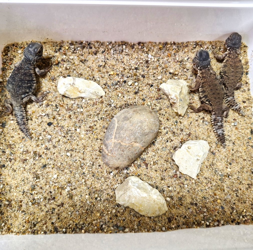 Nordafrikanische Dornschwanzagame, Schlupf September 2025, Uromastyx nigriventris