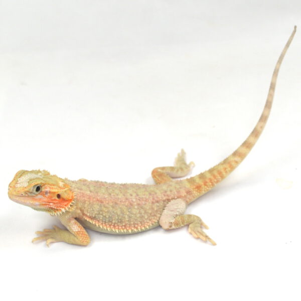 weibliche Farb-Bartagame, eigene Nachzucht, Schlupf August 2025, 79 g, 27 cm, Pogona vitticeps