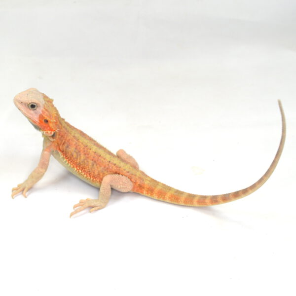 männliche Farb-Bartagame, eigene Nachzucht, Schlupf Juli 2025, 108 g, 34 cm, Pogona vitticeps