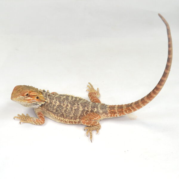 m&auml;nnliche Farb-Bartagame, eigene Nachzucht, Schlupf Juli 2025, 101 g, 32 cm, Pogona vitticeps