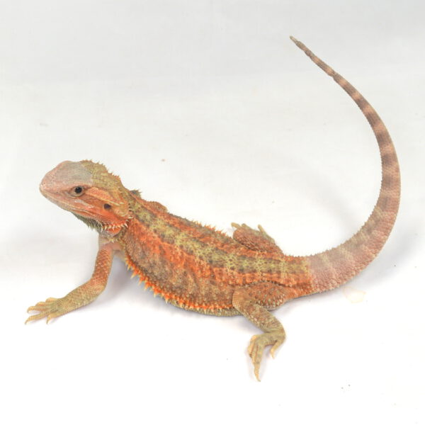 männliche Farb-Bartagame, eigene Nachzucht, Schlupf Juni 2025, 147 g, 34 cm, Pogona vitticeps