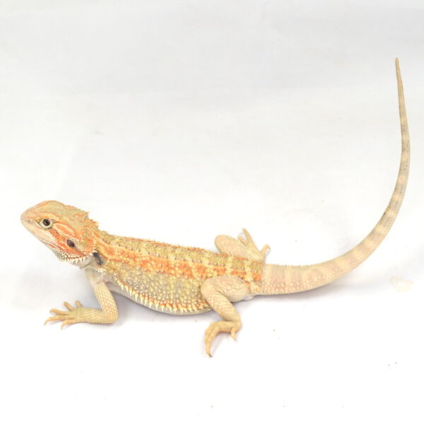 weibliche Farb-Bartagame, eigene Nachzucht, Schlupf Juli 2025, 102 g, 31 cm, Pogona vitticeps
