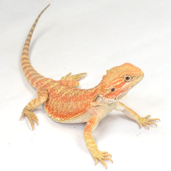 weibliche Farb-Bartagame, eigene Nachzucht, Schlupf Juli 2025, 109 g, 33 cm, Pogona vitticeps