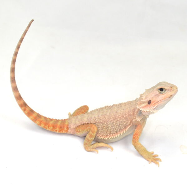 weibliche Farb-Bartagame, eigene Nachzucht, Schlupf August 2025, 81 g, 28 cm, Pogona vitticeps
