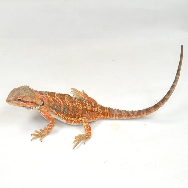 weibliche Farb-Bartagame, eigene Nachzucht, Schlupf Juli 2025, 108 g, 31 cm, Pogona vitticeps
