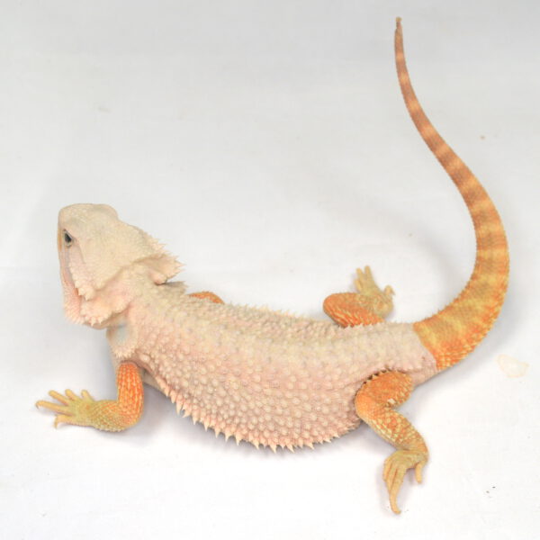 weibliche Farb-Bartagame, eigene Nachzucht, Schlupf Juni 2025, 175 g, 33 cm, Pogona vitticeps