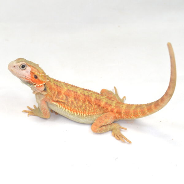weibliche Farb-Bartagame, eigene Nachzucht, Schlupf Juni 2025, 133 g, 31 cm, Pogona vitticeps