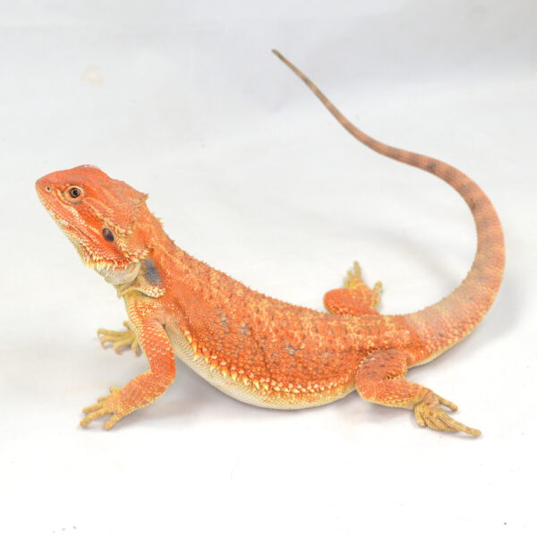 männliche Farb-Bartagame, eigene Nachzucht, Schlupf Juli 2025, 157 g, 38 cm, Pogona vitticeps