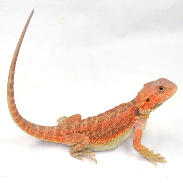 weibliche Farb-Bartagame, eigene Nachzucht, Schlupf Juli, 134 g, 35 cm, Pogona vitticeps