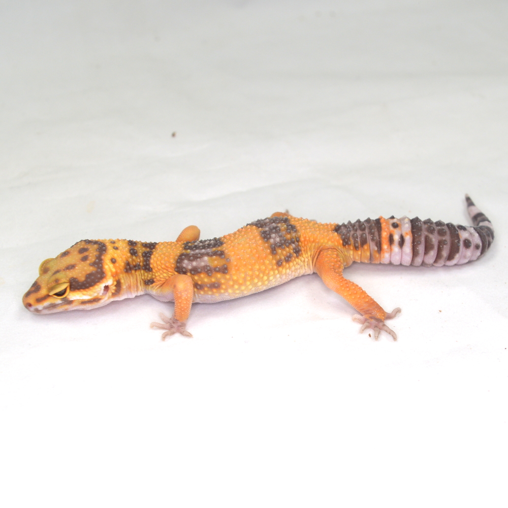 männlicher Leopardgecko, eigene Nachzucht, Schlupf September 2025, 26 g, 17 cm, Eublepharis macularius – Bild 3