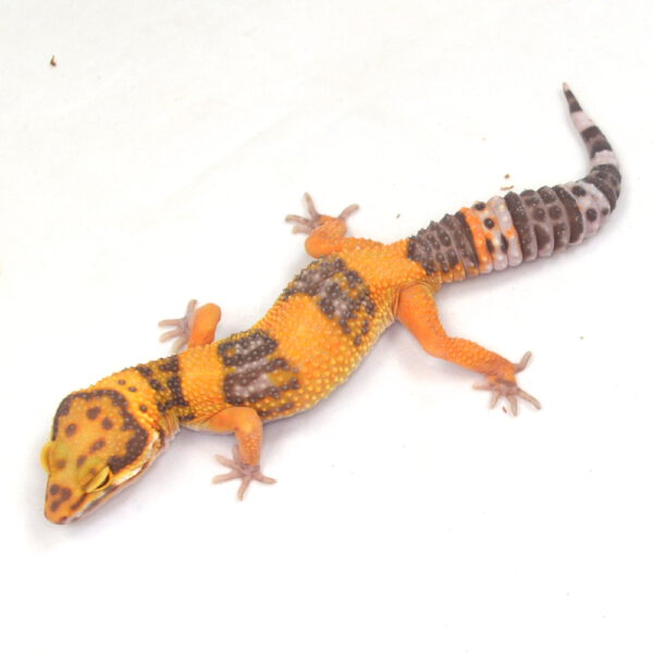 männlicher Leopardgecko, eigene Nachzucht, Schlupf September 2025, 26 g, 17 cm, Eublepharis macularius