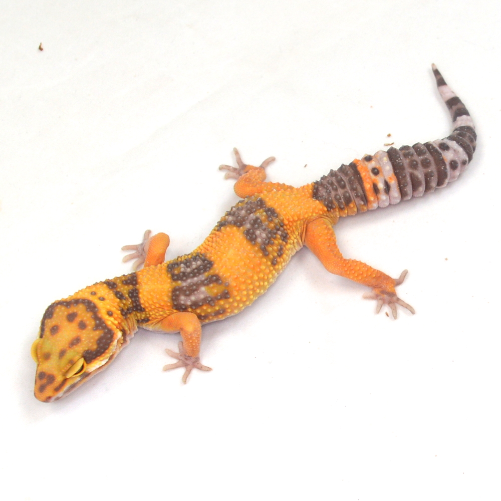 männlicher Leopardgecko, eigene Nachzucht, Schlupf September 2025, 26 g, 17 cm, Eublepharis macularius