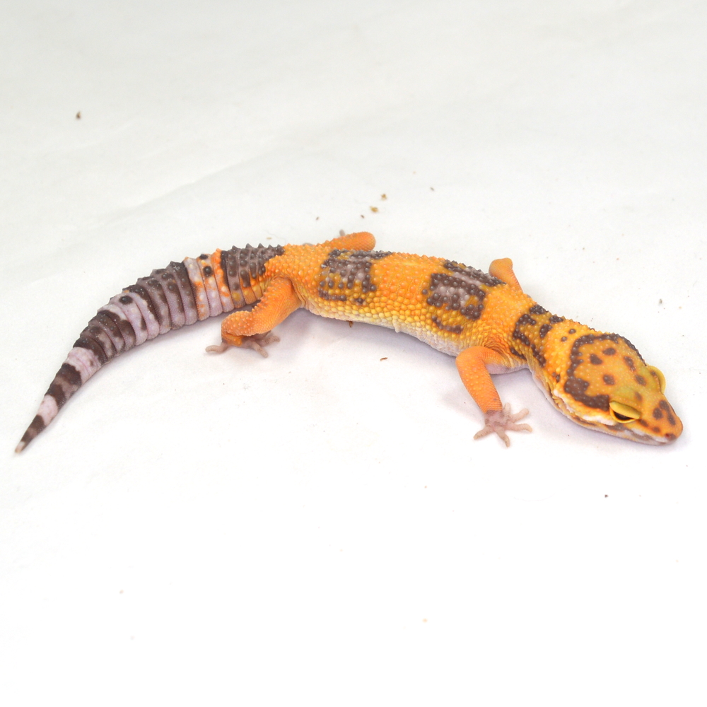 männlicher Leopardgecko, eigene Nachzucht, Schlupf September 2025, 26 g, 17 cm, Eublepharis macularius – Bild 2