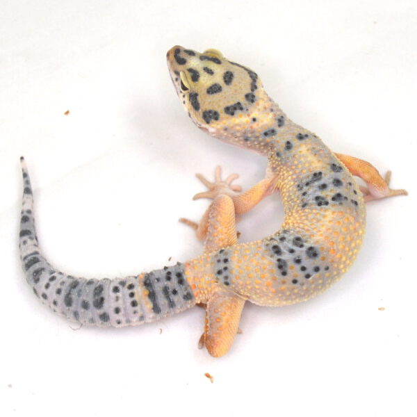 männlicher Leopardgecko, eigene Nachzucht, Schlupf September 2025, 23 g, 17 cm, Eublepharis macularius