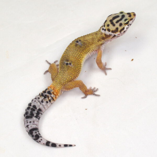 männlicher Leopardgecko, eigene Nachzucht, Schlupf September 2025, 30 g, 18 cm, Eublepharis macularius