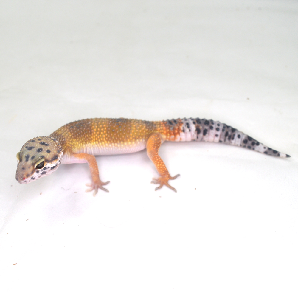 männlicher Leopardgecko, eigene Nachzucht, Schlupf September 2025, 27 g, 18 cm, Eublepharis macularius – Bild 2