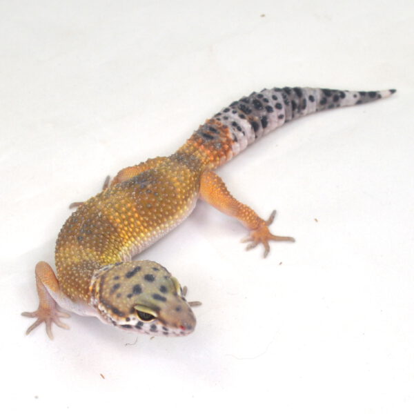 männlicher Leopardgecko, eigene Nachzucht, Schlupf September 2025, 27 g, 18 cm, Eublepharis macularius