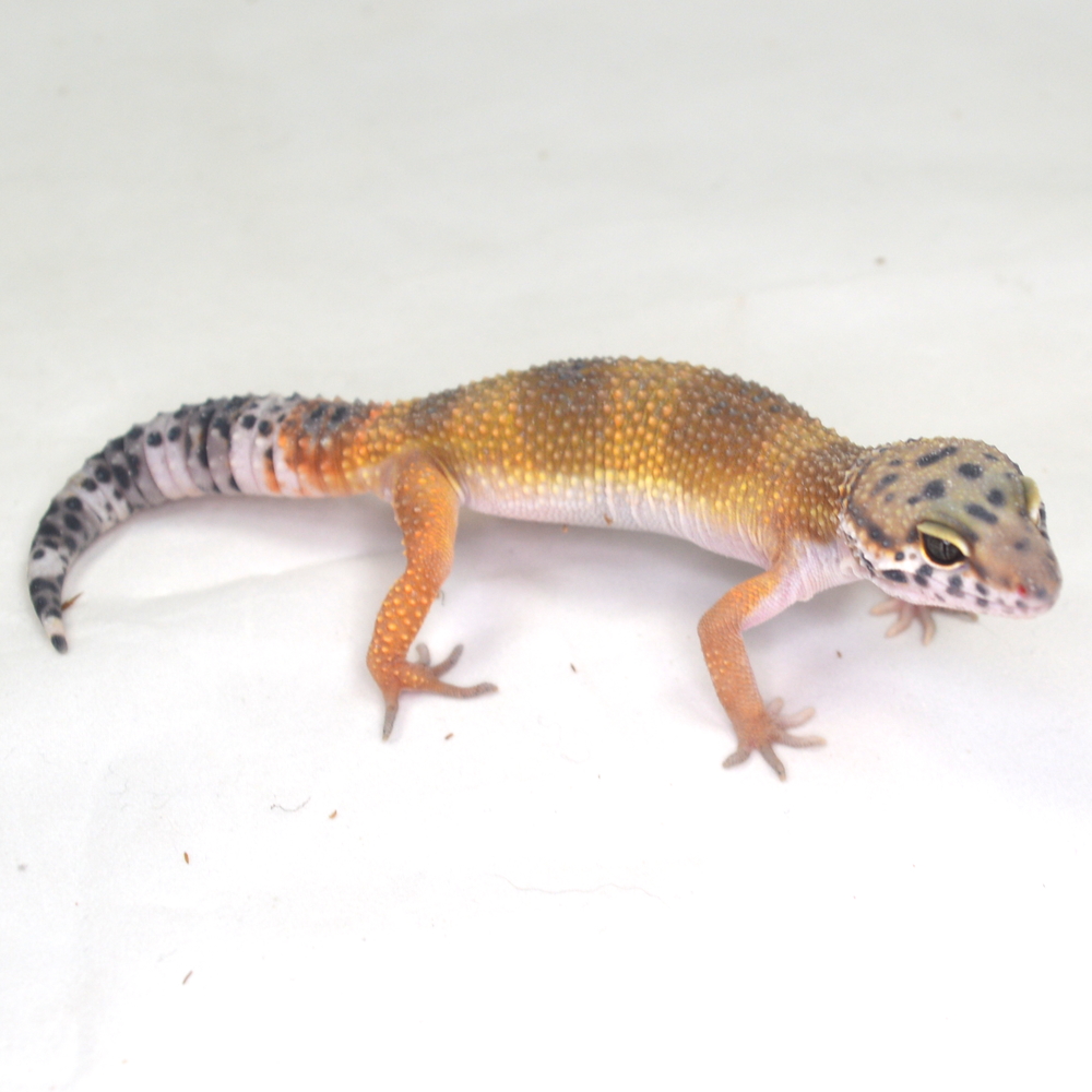 männlicher Leopardgecko, eigene Nachzucht, Schlupf September 2025, 27 g, 18 cm, Eublepharis macularius – Bild 3