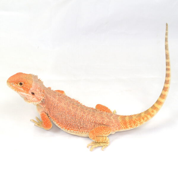 weibliche Farb-Bartagame, eigene Nachzucht, Schlupf August 2025, 134 g, 31 cm, Pogona vitticeps
