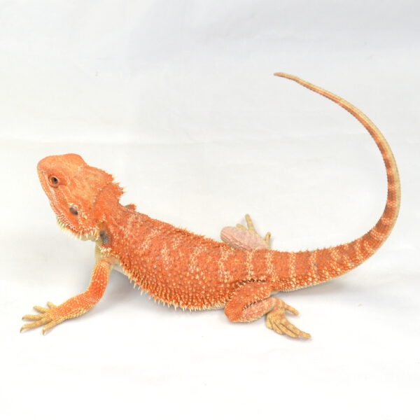 m&auml;nnliche Farb-Bartagame, eigene Nachzucht, Schlupf August 2025, 133 g, 33 cm, Pogona vitticeps