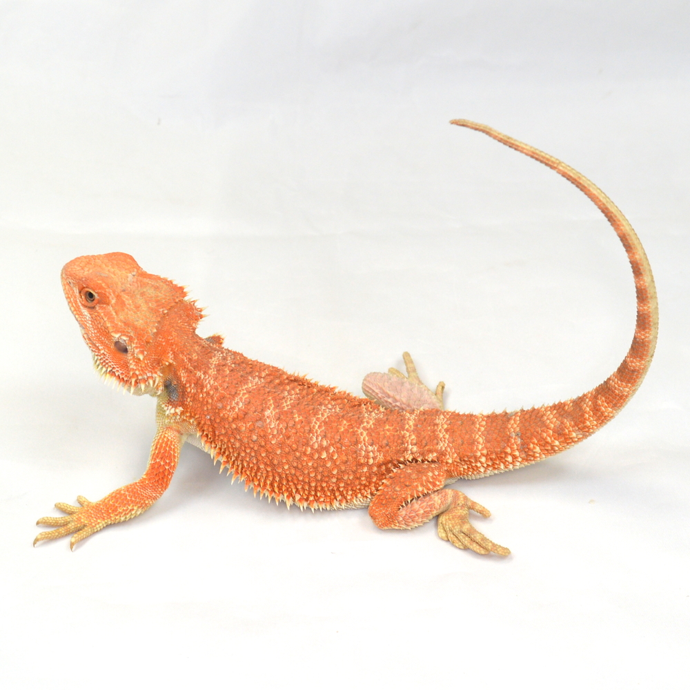 männliche Farb-Bartagame, eigene Nachzucht, Schlupf August 2025, 133 g, 33 cm, Pogona vitticeps