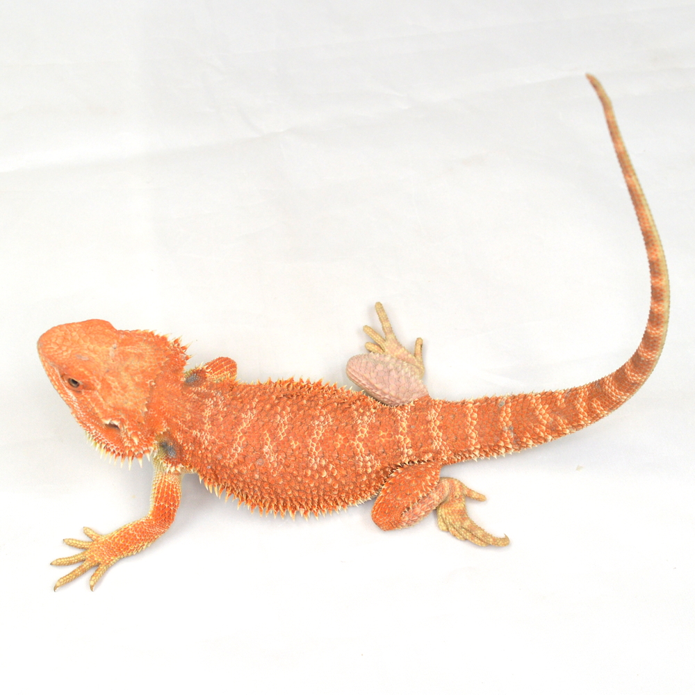 männliche Farb-Bartagame, eigene Nachzucht, Schlupf August 2025, 133 g, 33 cm, Pogona vitticeps – Bild 3