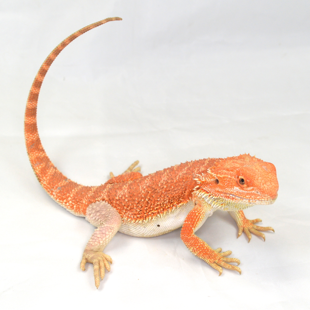 männliche Farb-Bartagame, eigene Nachzucht, Schlupf August 2025, 133 g, 33 cm, Pogona vitticeps – Bild 2