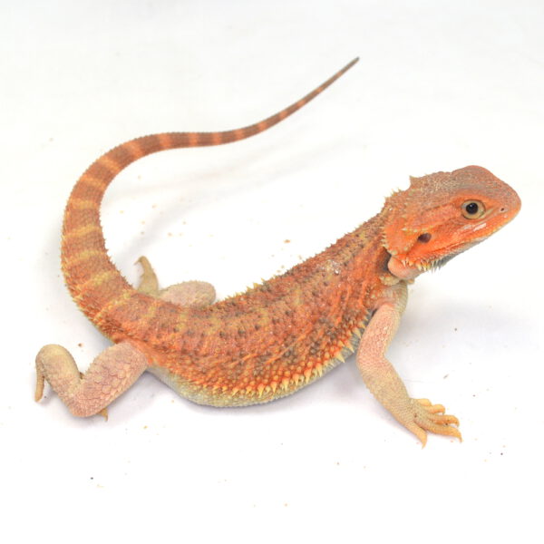 männliche Farb-Bartagame, eigene Nachzucht, Schlupf September 2025, 102 g, 33 cm, Pogona vitticeps