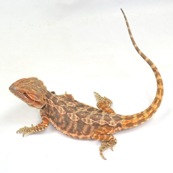 weibliche Farb-Bartagame, eigene Nachzucht, Schlupf September 2025, 87 g, 32 cm, Pogona vitticeps