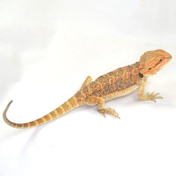 weibliche Farb-Bartagame, eigene Nachzucht, Schlupf September 2025, 101 g, 33 cm, Pogona vitticeps