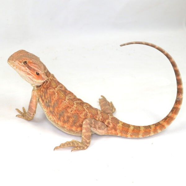 weibliche Farb-Bartagame, eigene Nachzucht, Schlupf September 2025, 93 g, 33 cm, Pogona vitticeps