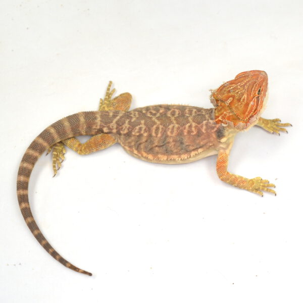 männliche Farb-Bartagame, eigene Nachzucht, Schlupf September 2025, 108 g, 31 cm, Pogona vitticeps