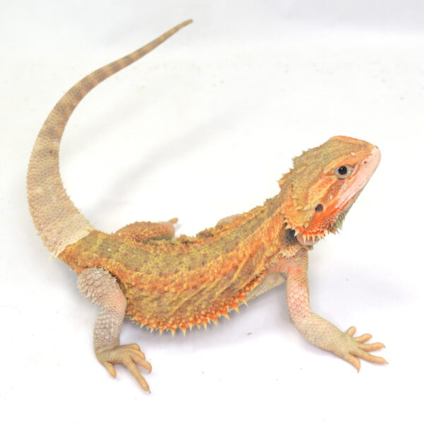 m&auml;nnliche Farb-Bartagame, eigene Nachzucht, Schlupf August 2025, 153 g, 33 cm, Pogona vitticeps