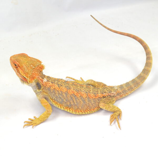 männliche Farb-Bartagame, eigene Nachzucht, Schlupf August 2025, 124 g, 34 cm, Pogona vitticeps