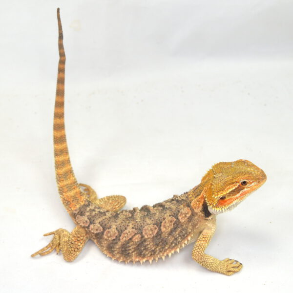 weibliche Farb-Bartagame, eigene Nachzucht, Schlupf August 2025, 165 g, 31 cm, Pogona vitticeps
