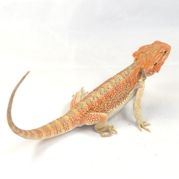 männliche Farb-Bartagame, eigene Nachzucht, Schlupf August 2025, 140 g, 36 cm, Pogona vitticeps
