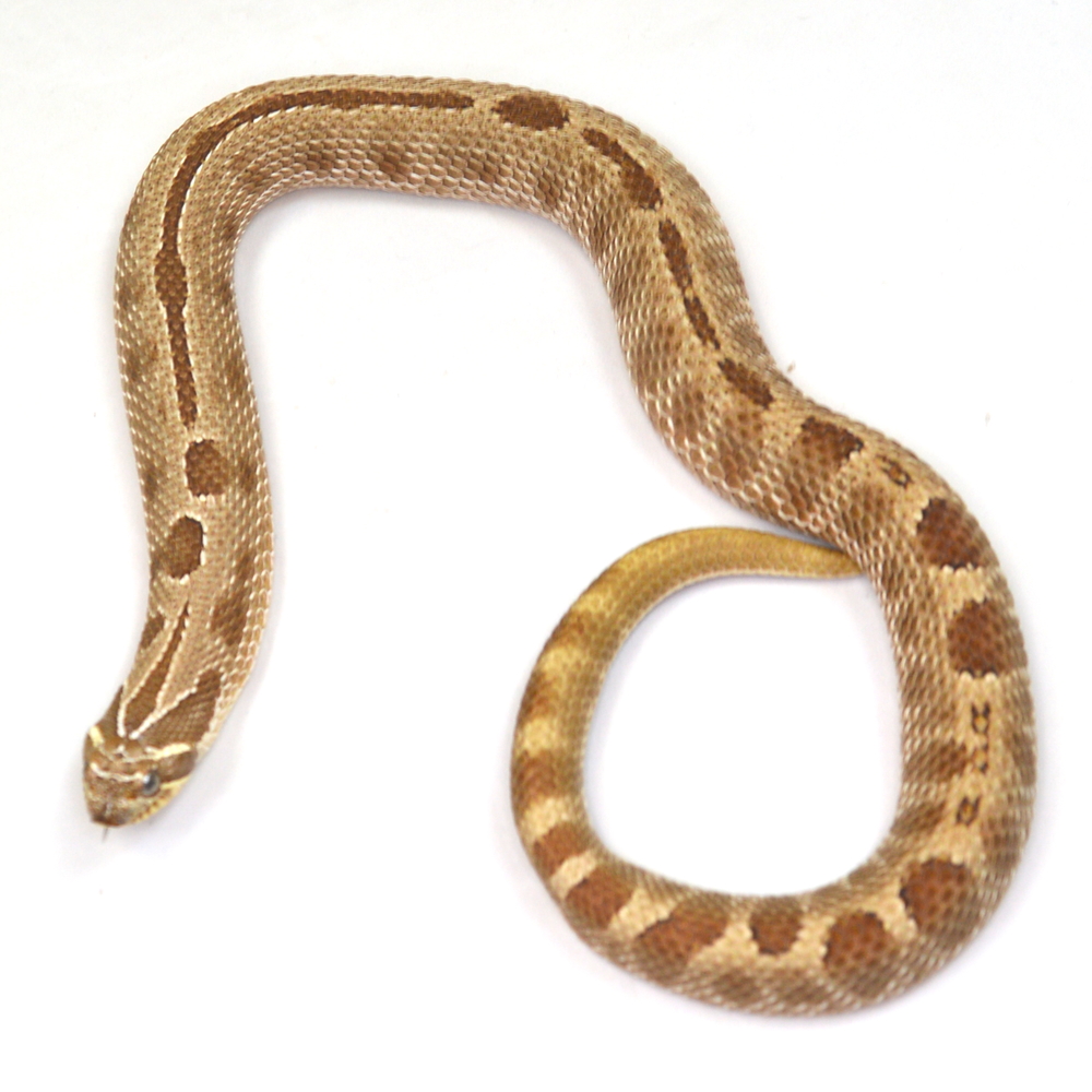 männliche Hakennasennatter, 'CONDA', Schlupf Juni 2023, 149 g, 50 cm, Heterodon nasicus nasicus