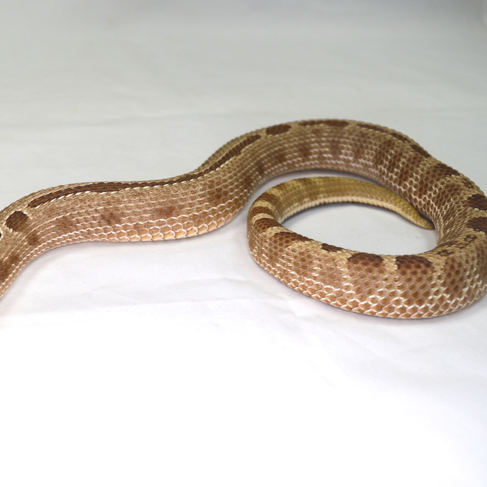 männliche Hakennasennatter, 'CONDA', Schlupf Juni 2023, 149 g, 50 cm, Heterodon nasicus nasicus – Bild 2