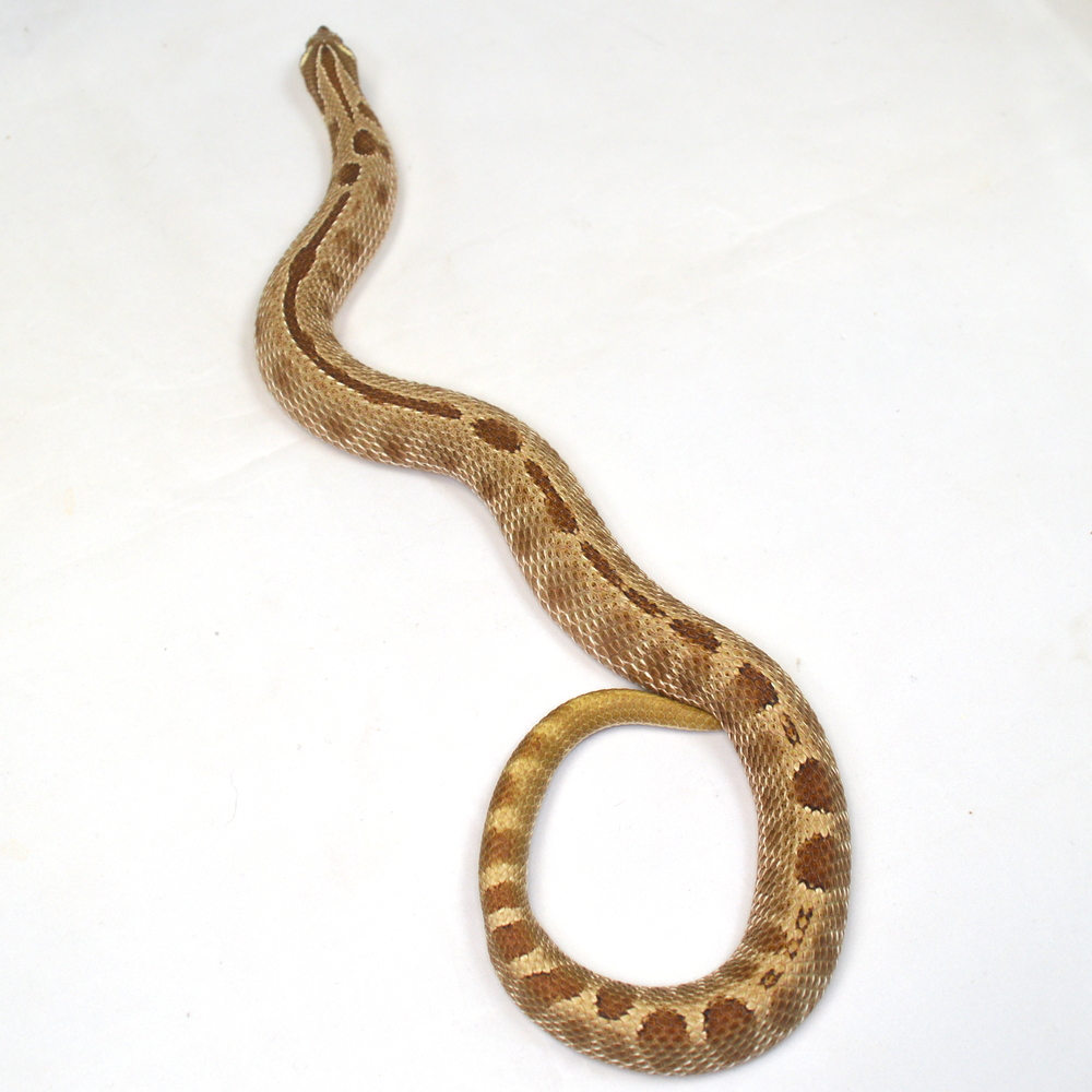 männliche Hakennasennatter, 'CONDA', Schlupf Juni 2023, 149 g, 50 cm, Heterodon nasicus nasicus – Bild 3