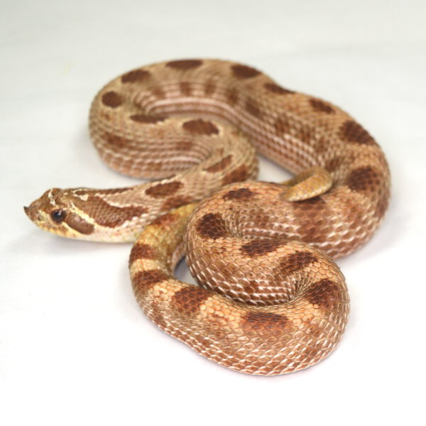 männliche Hakennasennatter, 'CONDA', Schlupf Juni 2023, 94 g, 45 cm, Heterodon nasicus nasicus