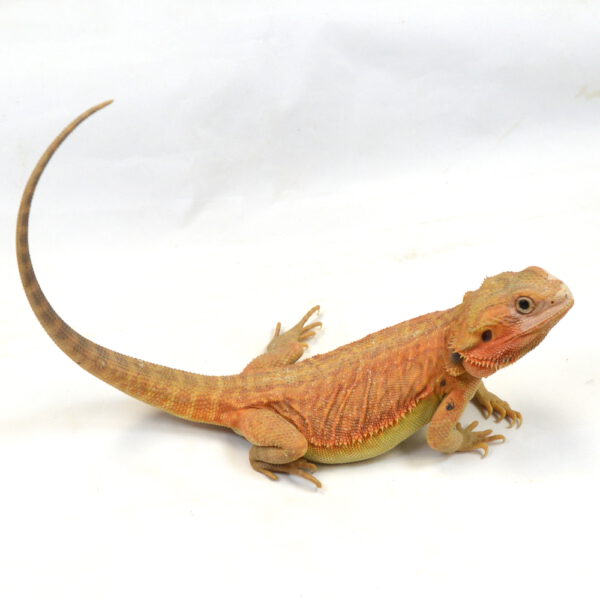 weibliche Farb-Bartagame, eigene Nachzucht, Schlupf April 2025, 252 g, 40 cm, Pogona vitticeps