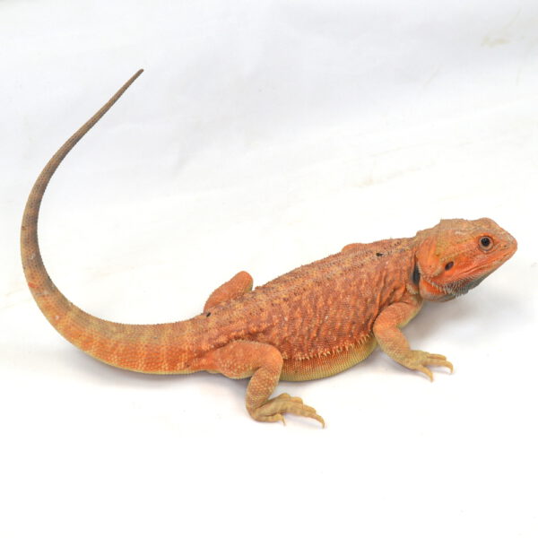 m&auml;nnliche Farb-Bartagame, eigene Nachzucht, Schlupf Mai 2025, 309 g, 41 cm, Pogona vitticeps