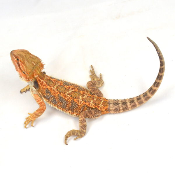 weibliche Farb-Bartagame, eigene Nachzucht, Schlupf September 2025, 122 g, 33 cm, Pogona vitticeps
