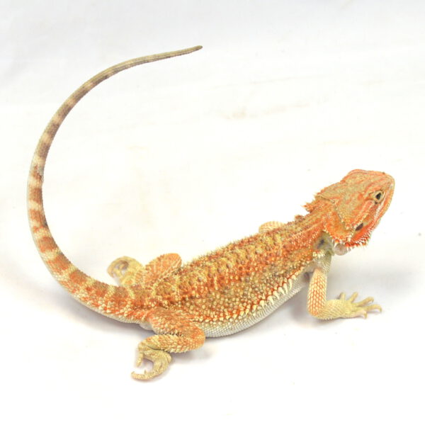 m&auml;nnliche Farb-Bartagame, eigene Nachzucht, Schlupf Oktober 2025, 77 g, 30 cm, Pogona vitticeps